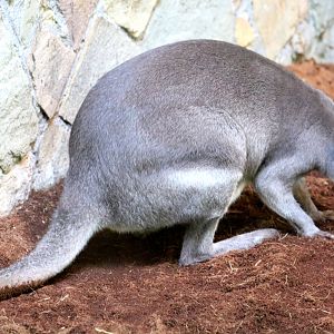 Dusky pademelon; Antwerp; 7th September 2018