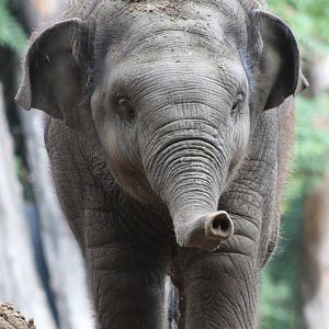 Young Asian elephant