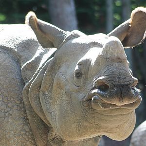 Indian greater one-horned rhinoceros