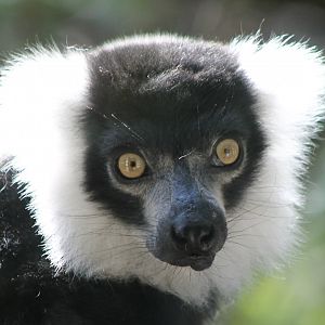 Black-and-white ruffed lemur
