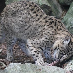 Geoffroy's cat