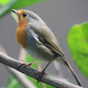 European robin