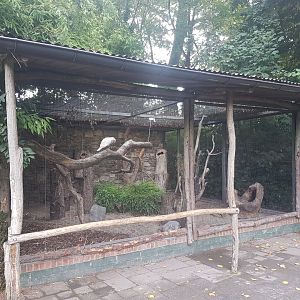 Aviary Salmon-crested cockatoo