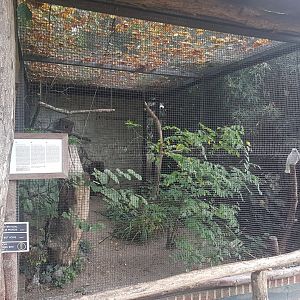 Aviary Little corella