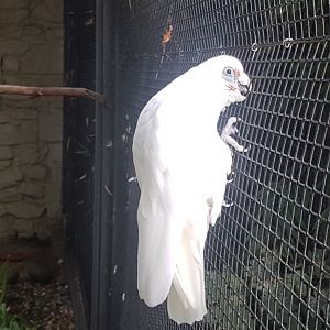 Little corella