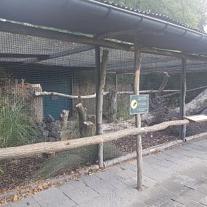 Aviary Great blue touraco