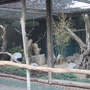 Aviary Bulwer pheasant