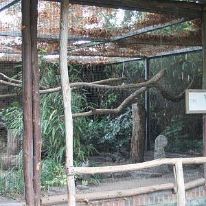 Aviary Blue-headed macaw