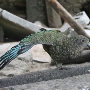 Kea