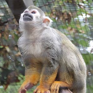 Squirrel monkey