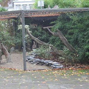 Aviary Red-legged seriema