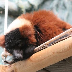 Red ruffed lemur