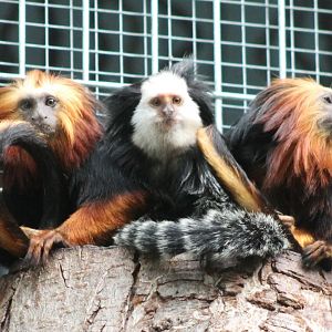 Golden-headed lion-tamarins and white-faced marmoset