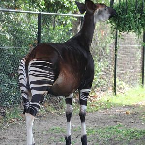 Okapi