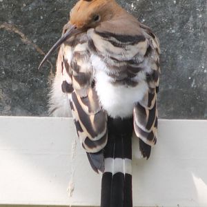 European hoopoe