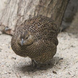 Madagascar partridge - female
