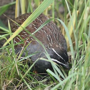 Madagascar partridge - male