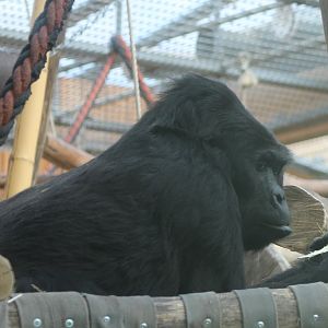 Eastern lowland gorilla