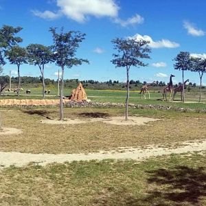 Sep. 2018 - Heart of Africa - 10 Acre Savannah Panorama (12 Species)