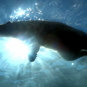 Sep. 2018 - Polar Frontier - Polar Bear Above