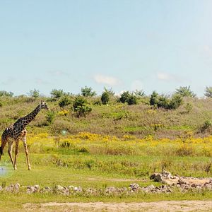 Sep. 2018 - Heart of Africa - On the Plains