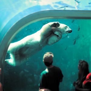 Sep. 2018 - Polar Frontier - Polar Bear Underwater View