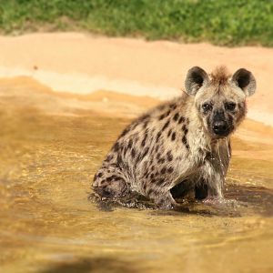 Sep. 2018 - Heart of Africa - Spotted Hyena