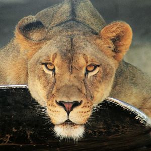 Sep. 2018 - Heart of Africa - Lioness (On the Wing of a Plane)