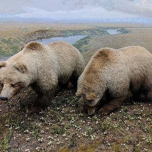 Barren ground grizzly bear (Ursus arctos richardsoni)