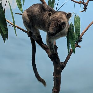 Lumholtz's tree-kangaroo (Dendrolagus lumholtzi)