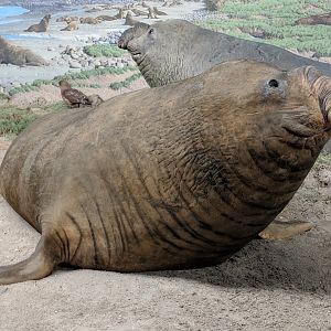 Southern elephant seal (Mirounga leonina)