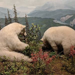 Kermode bear (Ursus americanus kermodei)