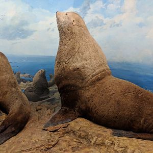 Steller sea lion (Eumetopias jubatus)