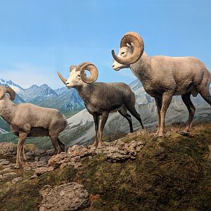 Stone's sheep (Ovis dalli stonei)