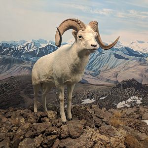 Dall's sheep (Ovis dalli dalli)