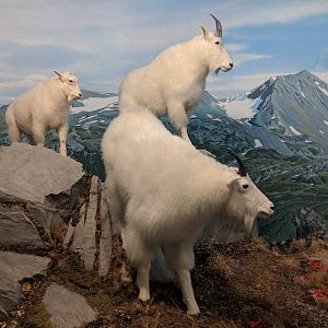 Rocky mountain goat (Oreamnos americanus)