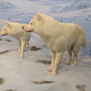 Arctic wolf (Canis lupus arctos)