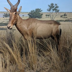 Cape hartebeest (Alcelaphus caama)
