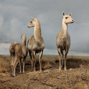 Guanaco (Lama guanicoe)