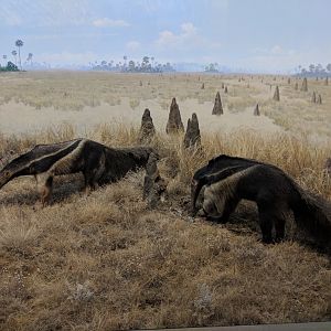 Giant anteater (Myrmecophaga tridactyla)