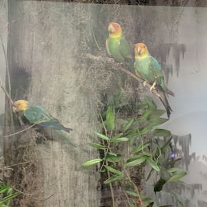 Carolina parakeet (Conuropsis carolinensis)