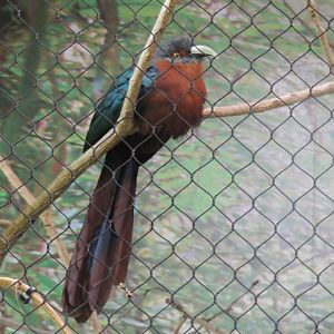 Chestnut-breasted malkoha (Phaenicophaeus curvirostris)