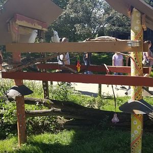 Sep. 2018 - Voyage to Australia & the Islands - Sulphur-crested Cockatoo Exhibit in Kangaroo Walkabout