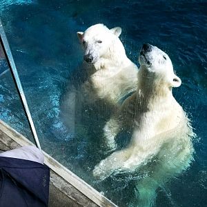 Sep. 2018 - Polar Frontier - The Perfect Pose