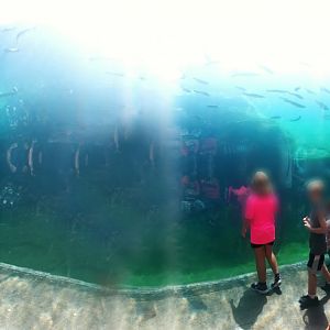 Sep. 2018 - Polar Frontier - Polar Bear Underwater Viewing Panorama