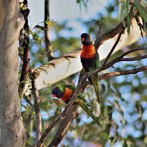 Rainbow Lorikeets (Trichoglossus moluccanus)