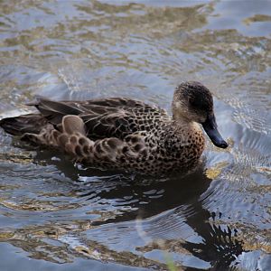 Grey Teal (Anas gracilis)