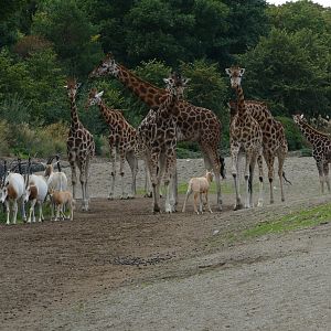 Savanna, September 2018