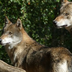 Grey wolves, September 2018