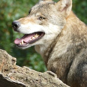 Grey wolf, September 2018